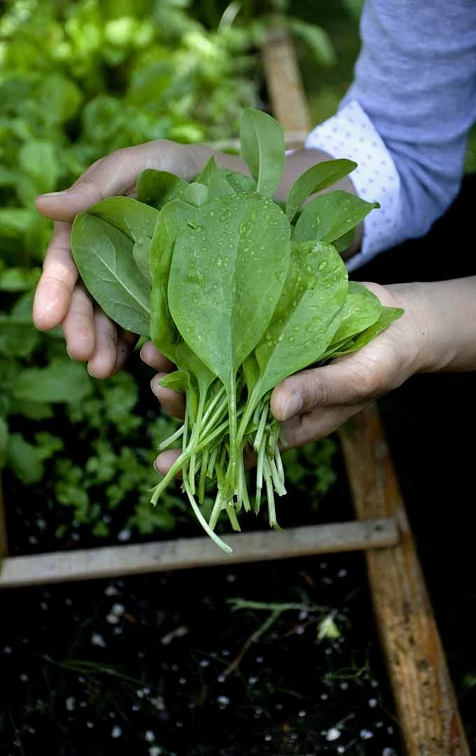 How to Plant and Grow Spinach Gardener’s Path