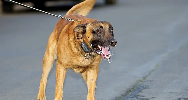 03 Dog Owners Must Know about Rabies