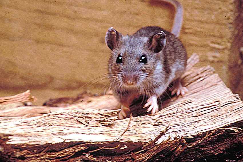 Deer Mouse Hantavirus CDC James Gathany