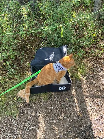 How to Keep Cat Travel Tidy