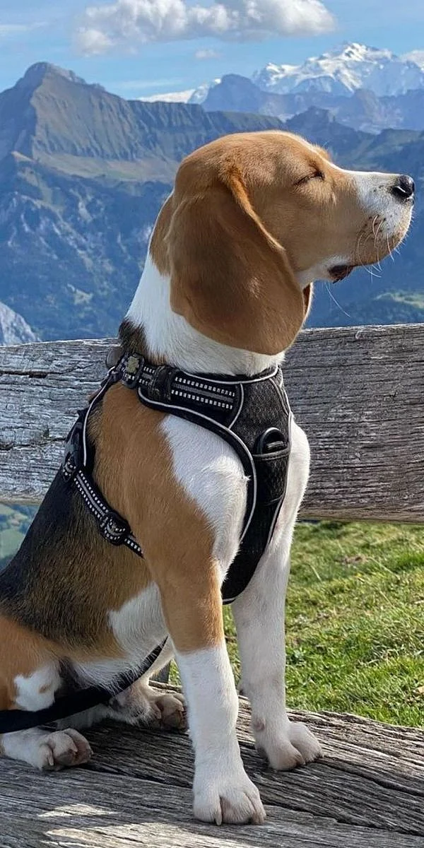 Cute beagle 🤍 1