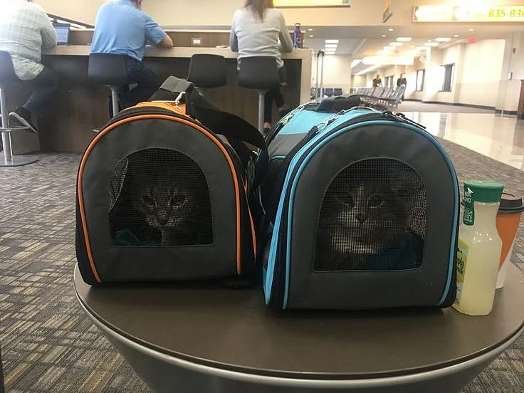 Flying with a Cat 101 Traveling with Pets on an Airplane