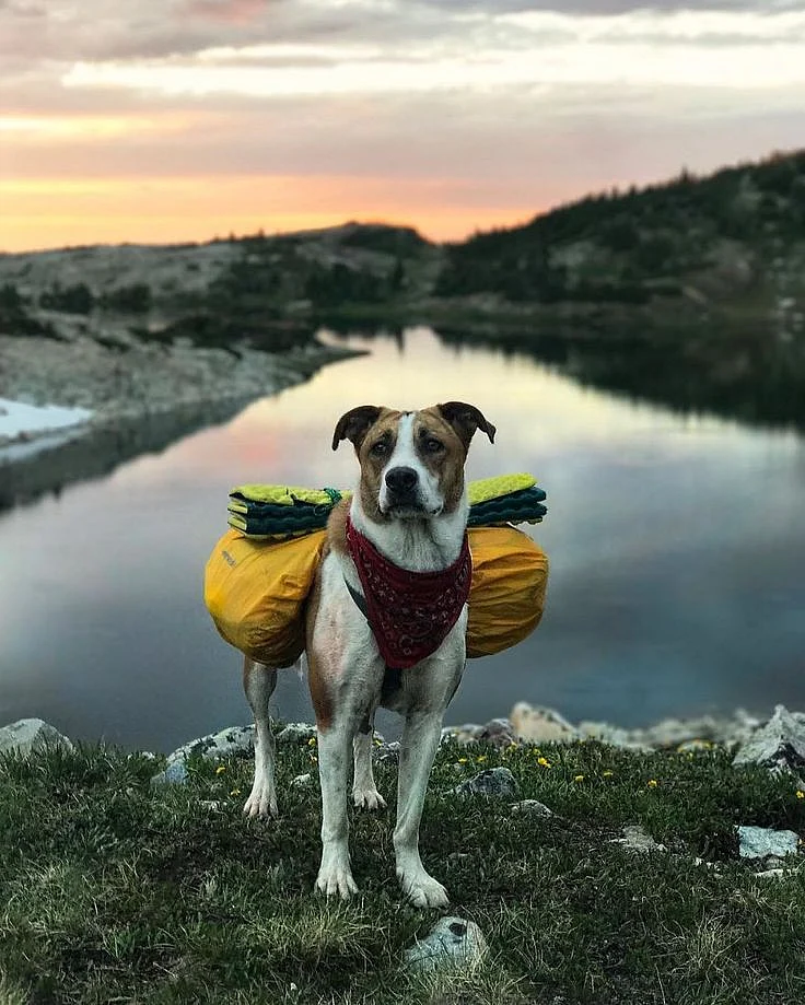 This Cat And Dog Love Travelling Together And Their Pictures Are Absolutely Epic