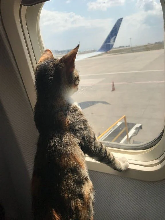 15 Perfectly Polite Pets Who Can Travel With Ease