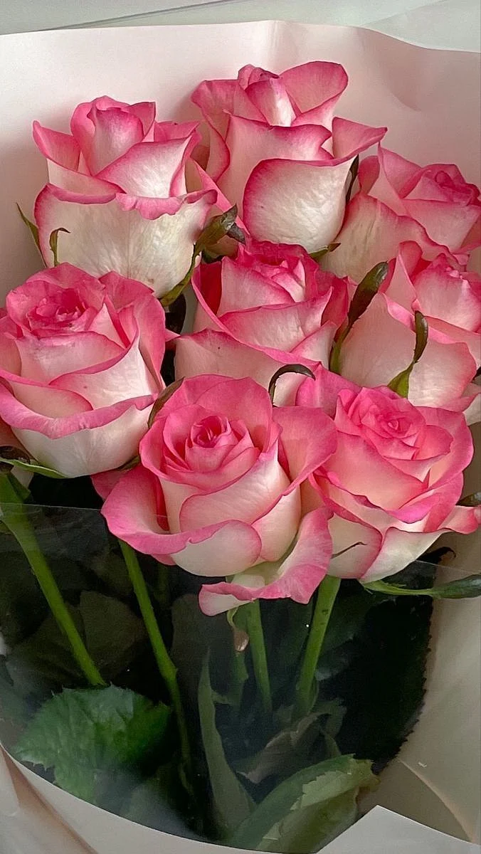 pink rose 2