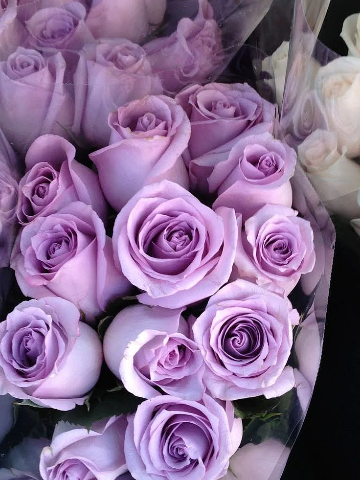 purple rose