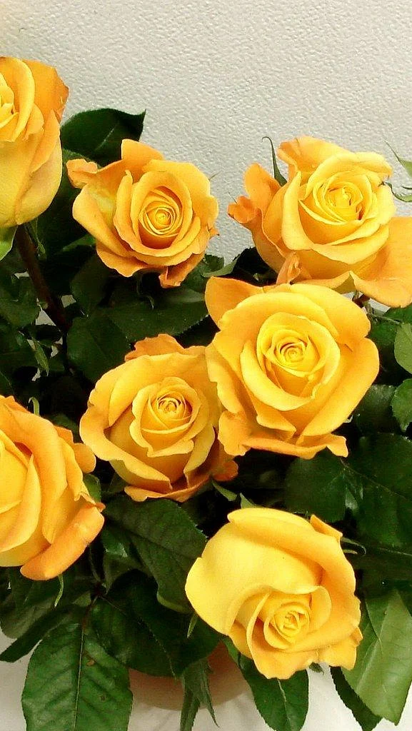 yellow rose 3