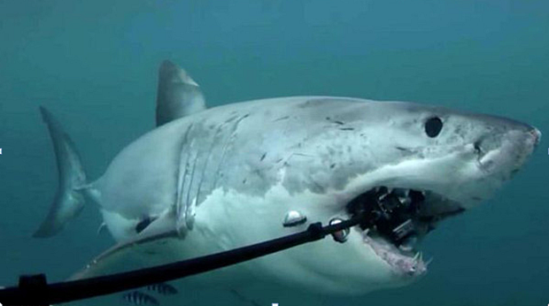 Shark