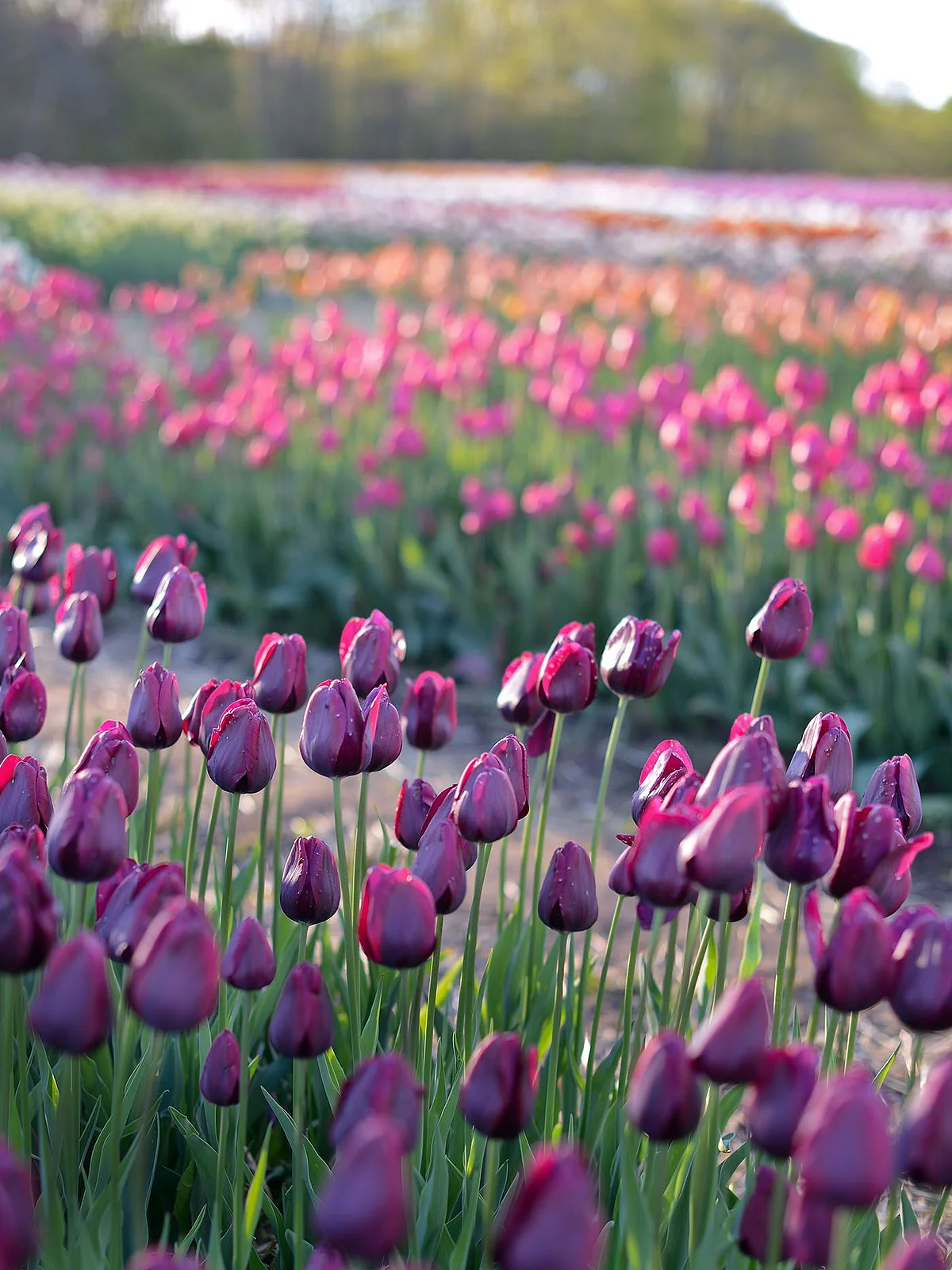 tulips