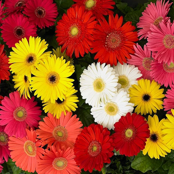 gerbera daisies