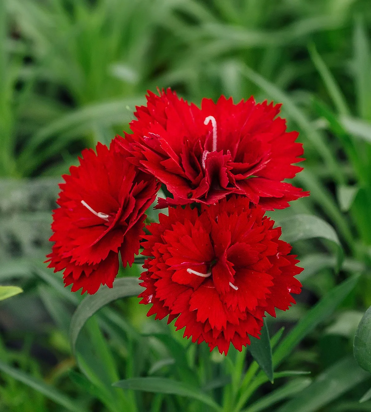 carnations flowers 1