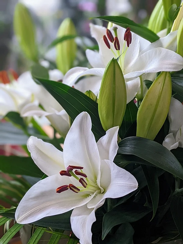 lilies