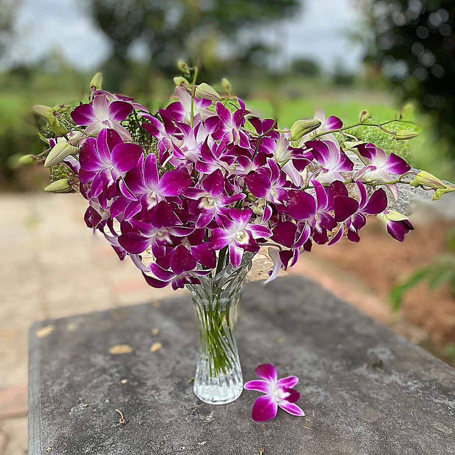 orchids