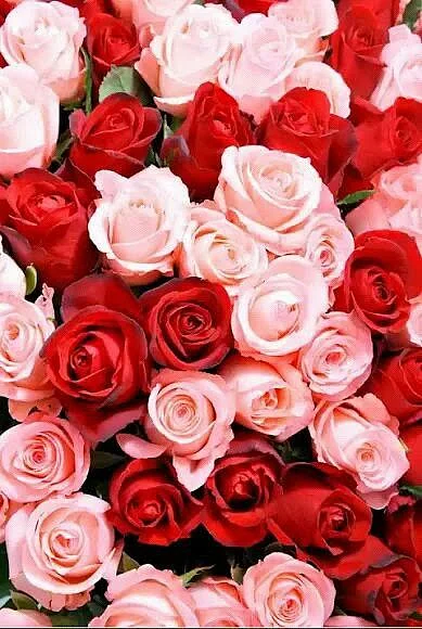 pink and red roses