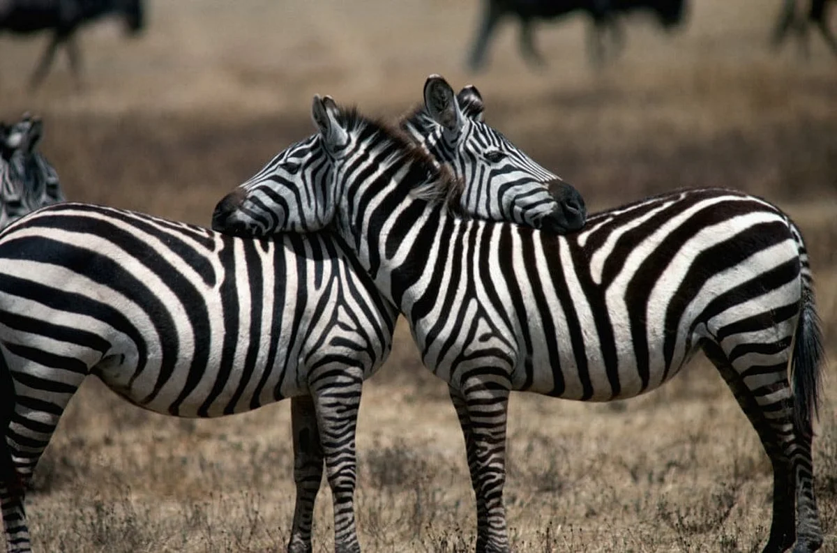 zebra