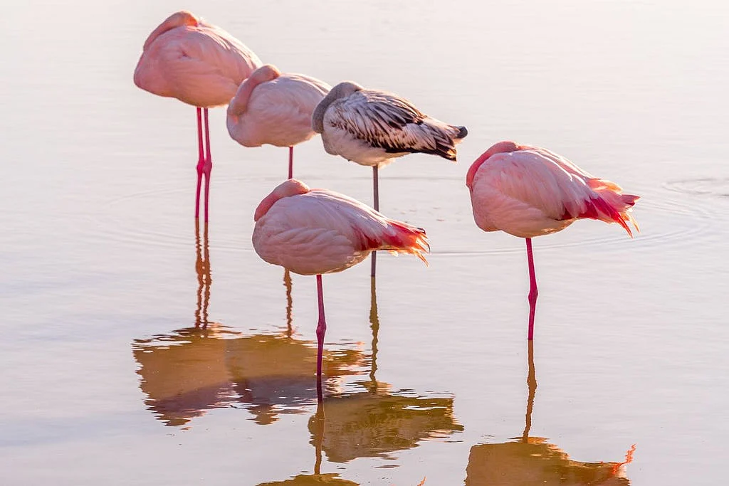 Flamingo
