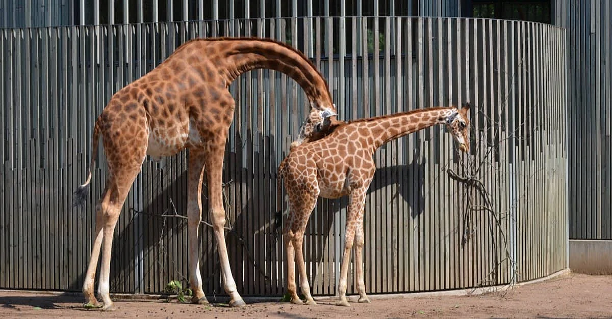 giraffe sleeping standing up
