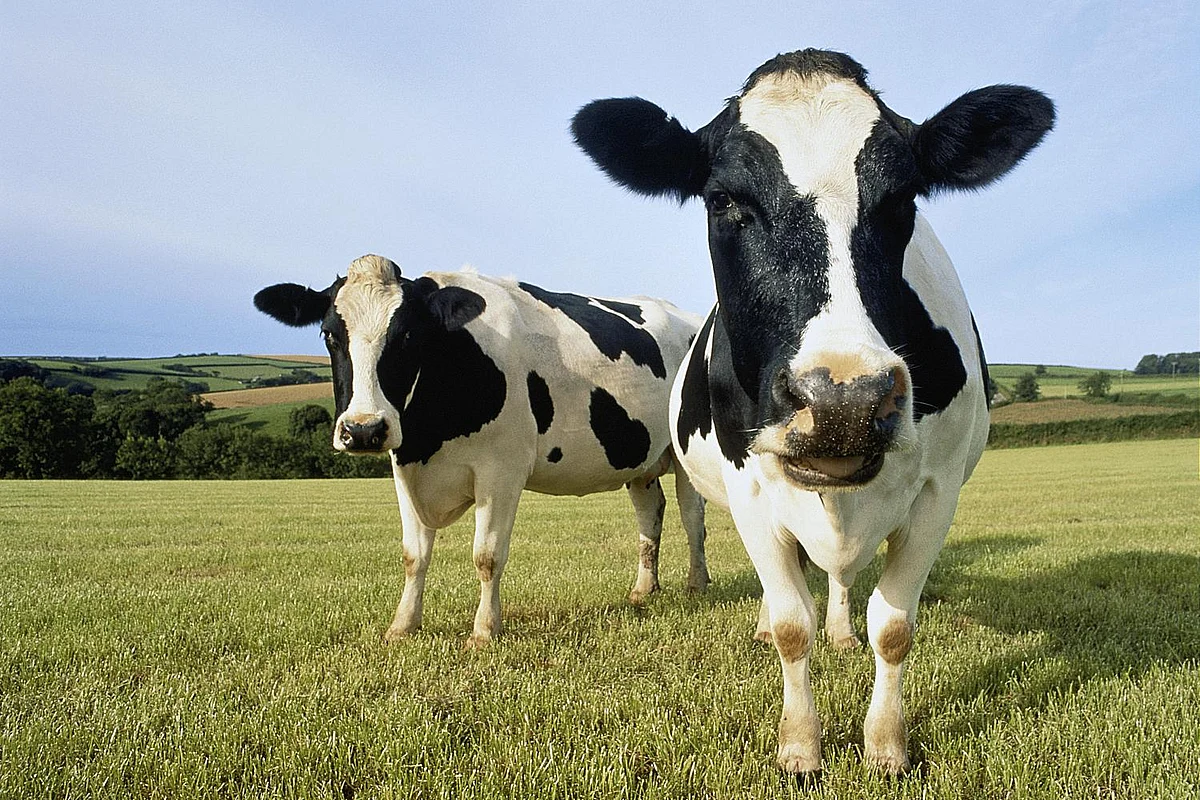 cow sleeping standing