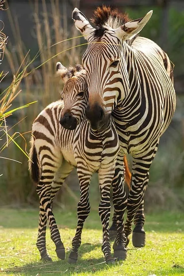 animals