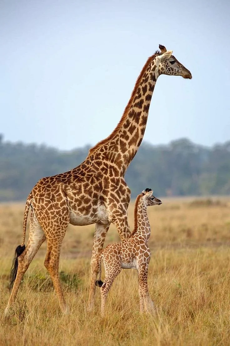 animals 3