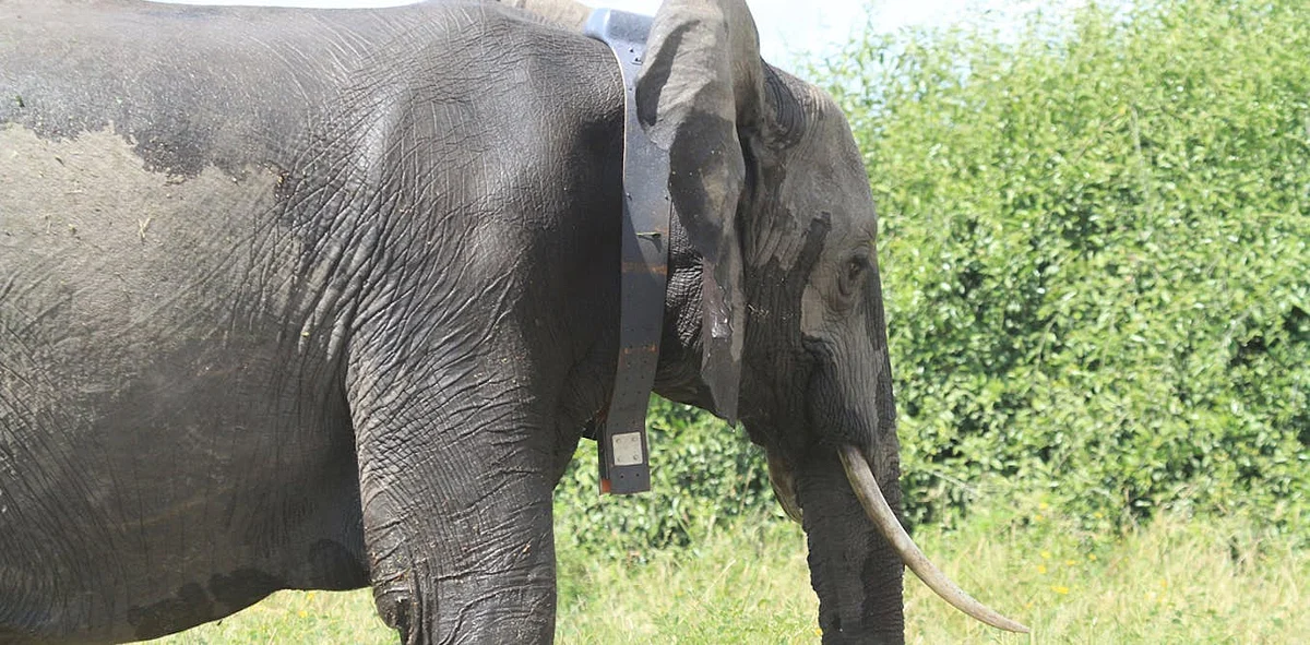 elephant sleeping standing