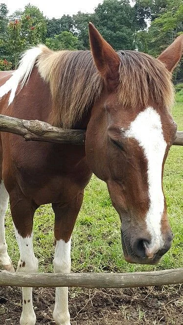 horse sleeping