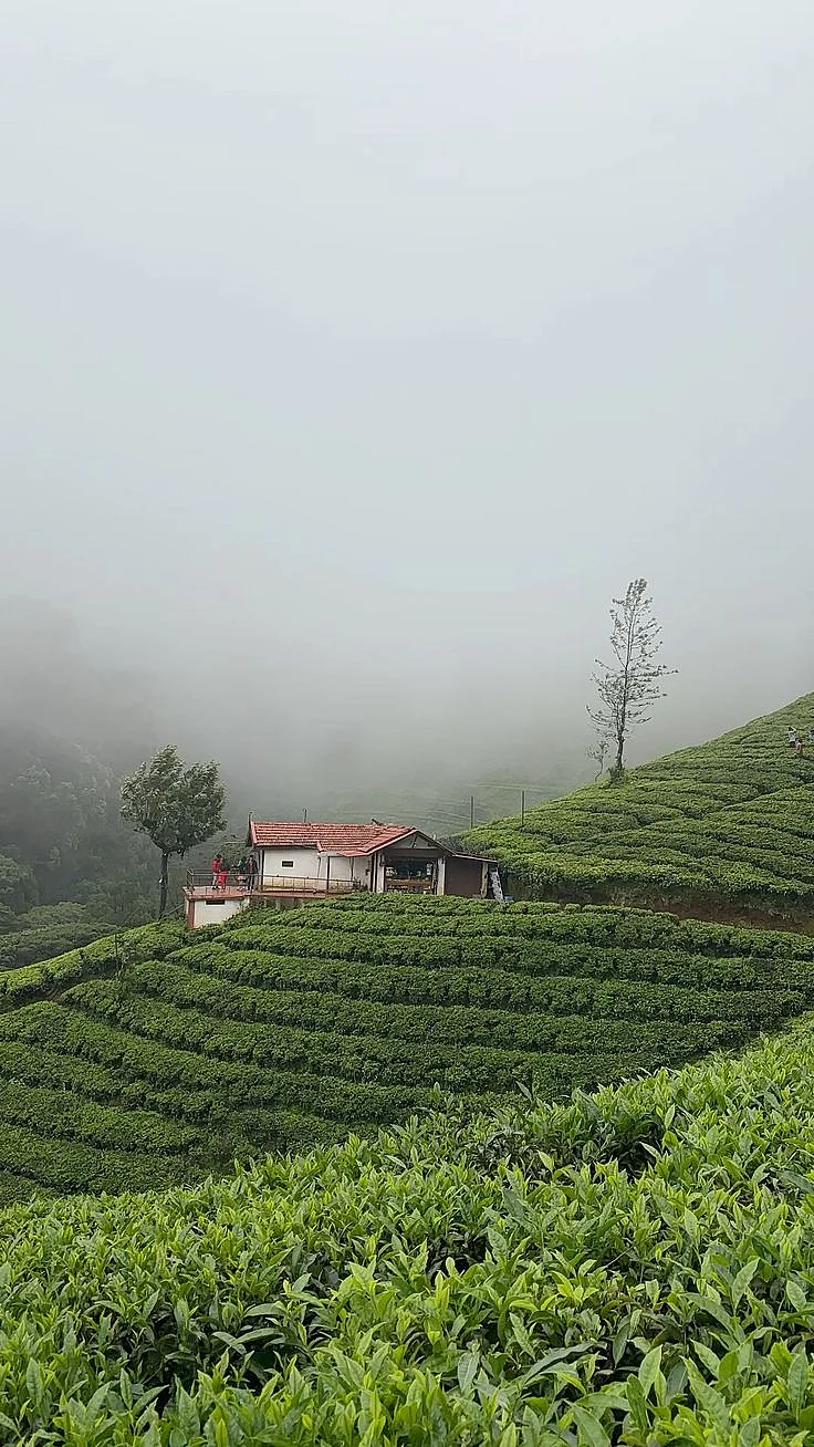 ooty