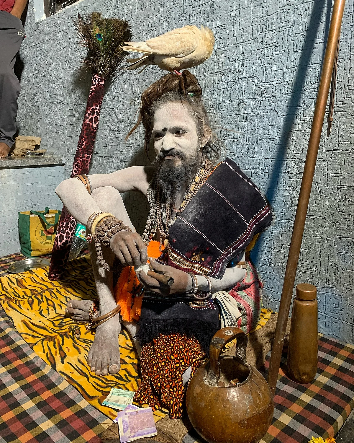 Pigeon Baba