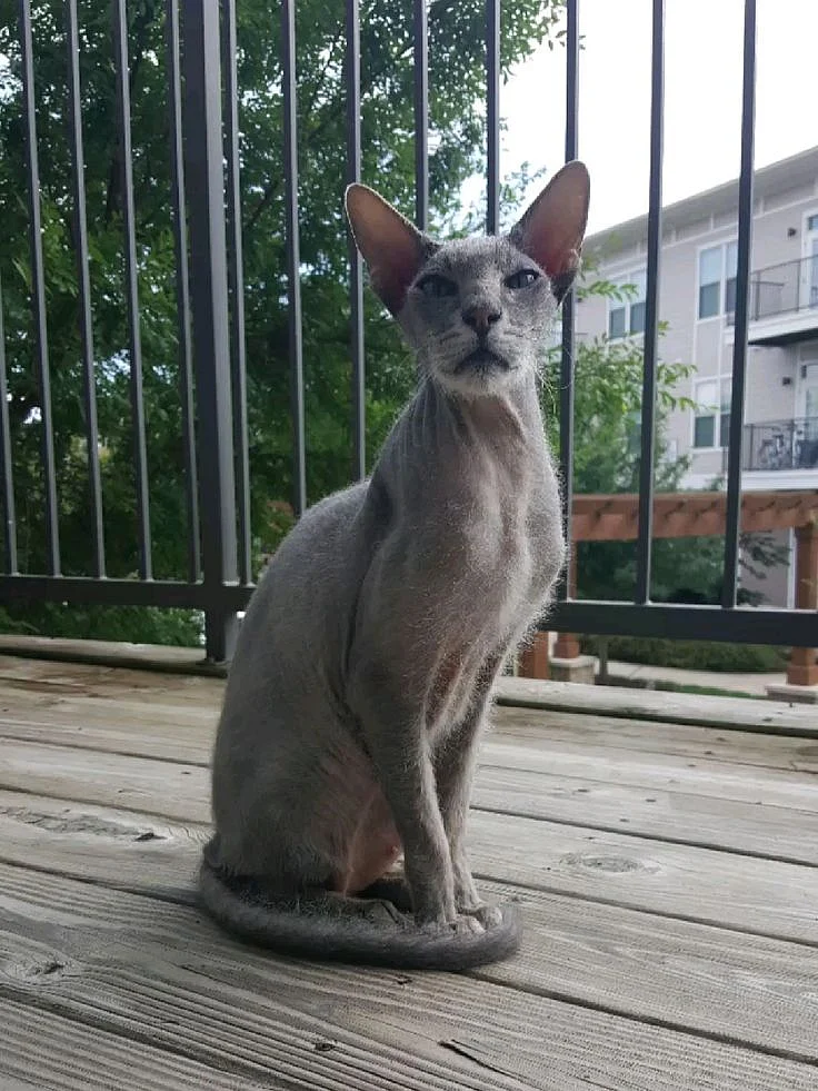 Peterbald
