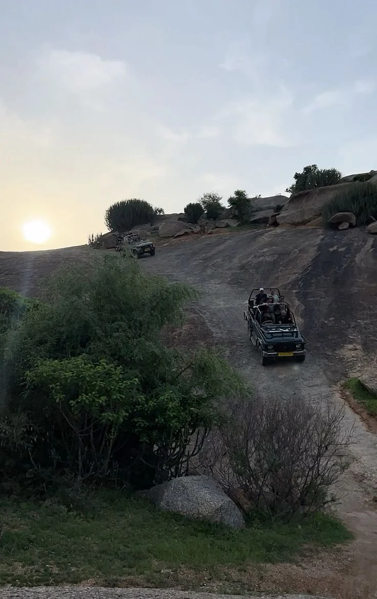 evening safari