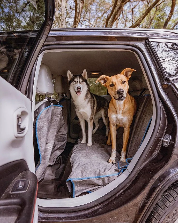 Dog Travel