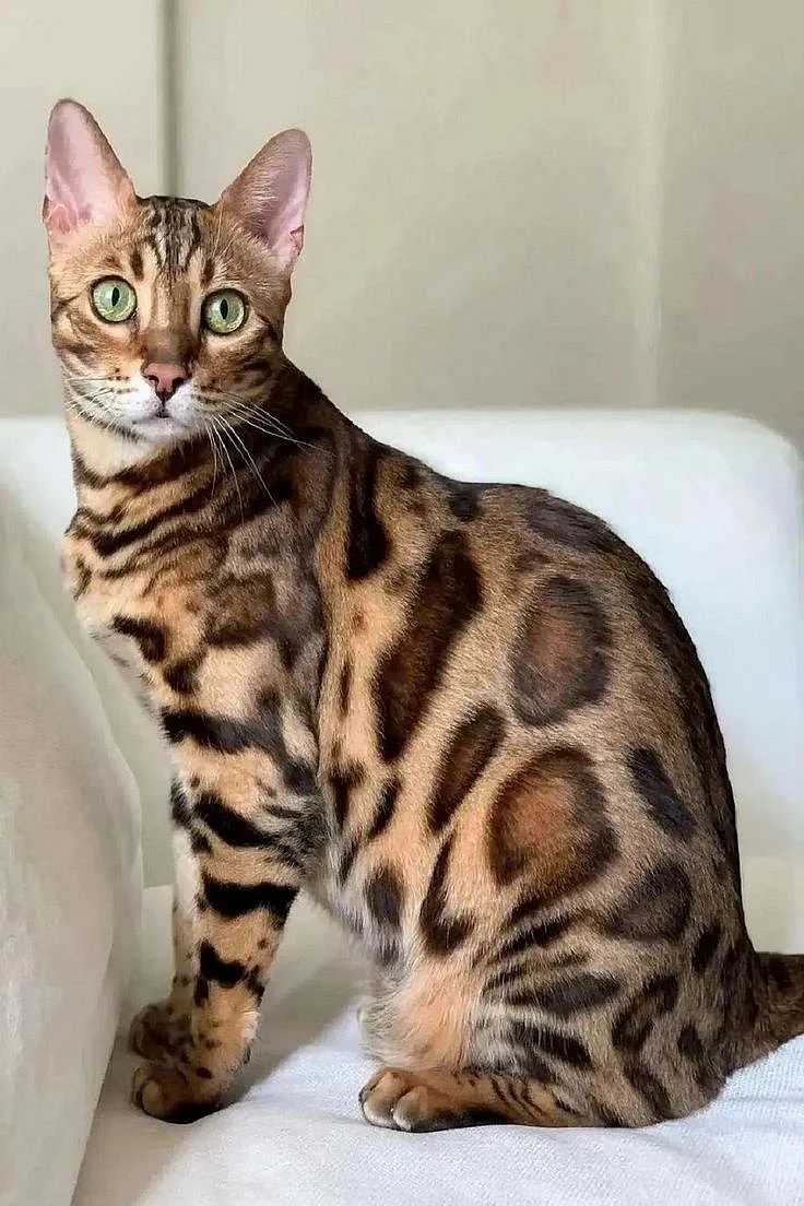 Why are Bengal Cats so