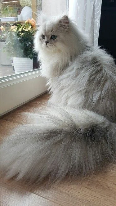 Cute persian cats