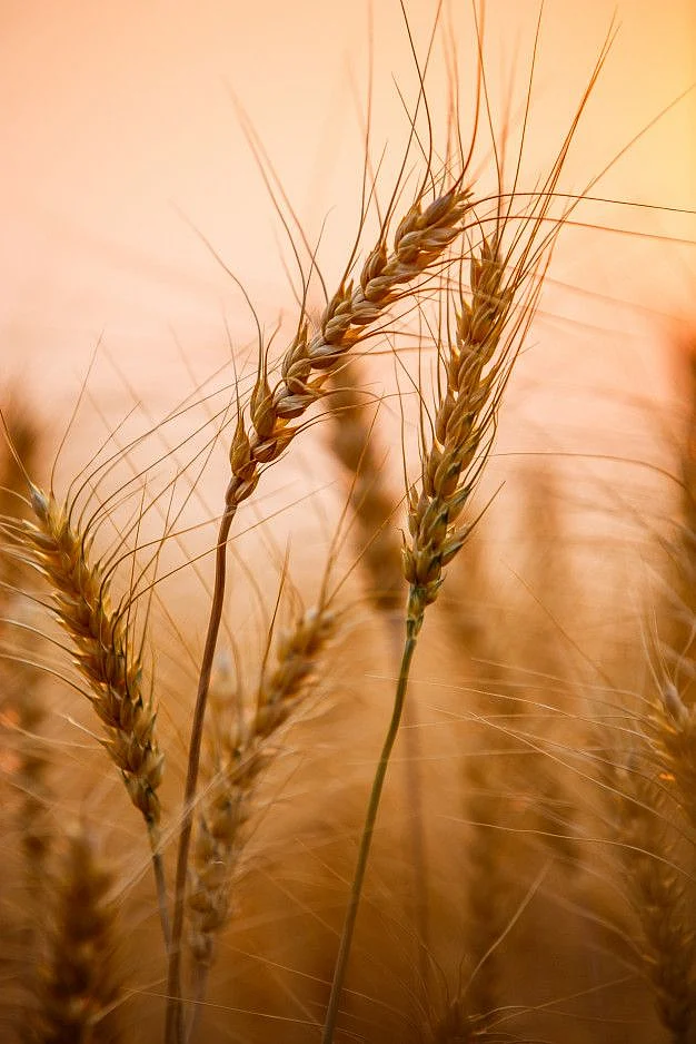 Premium Photo Close up of ripe golden wheat field