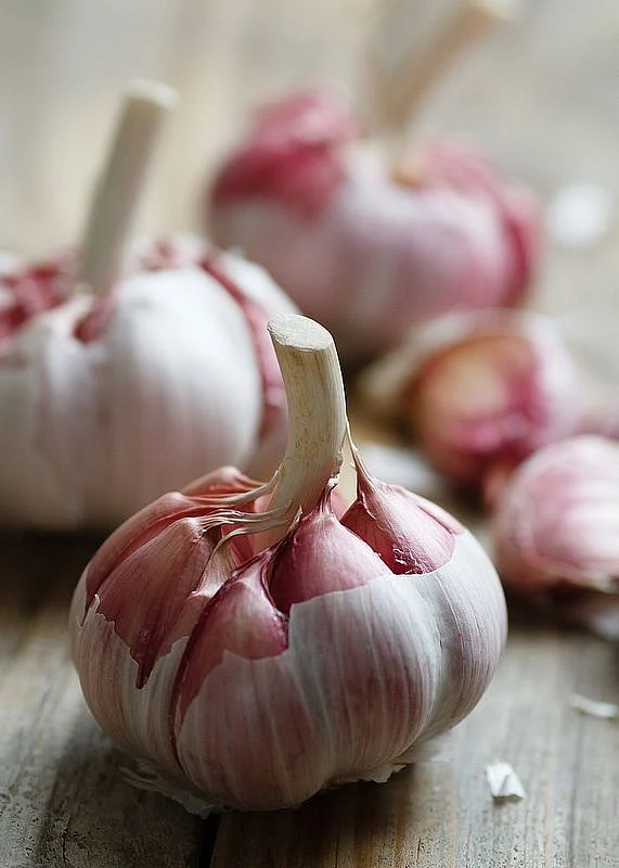 Garlic 7