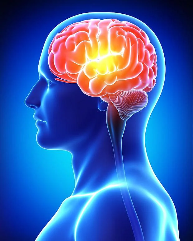 brain 2