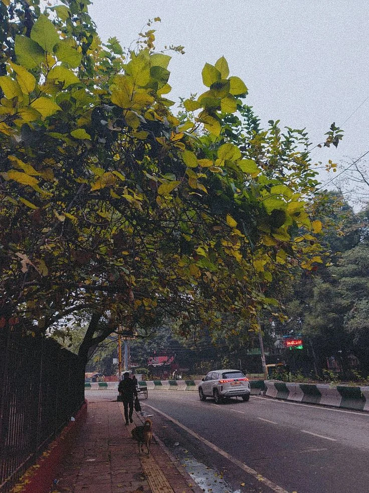 Delhi winter🍂