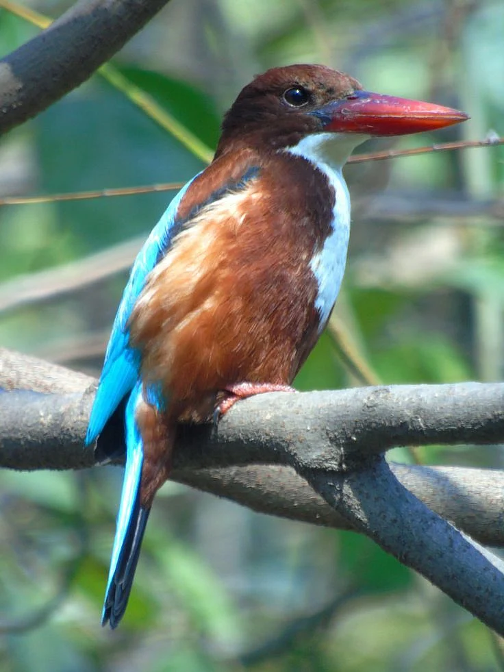 Okhla Bird Sanctuary Delhi