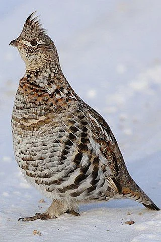 Pennsylvania State Bird Ruffed Grouse 50Statescom