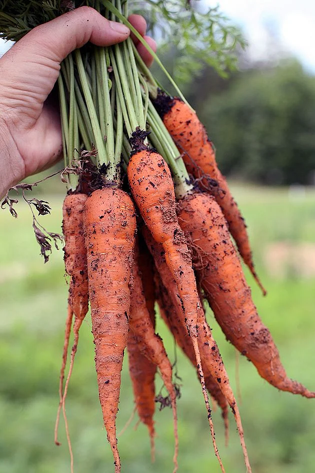 Carrots 8