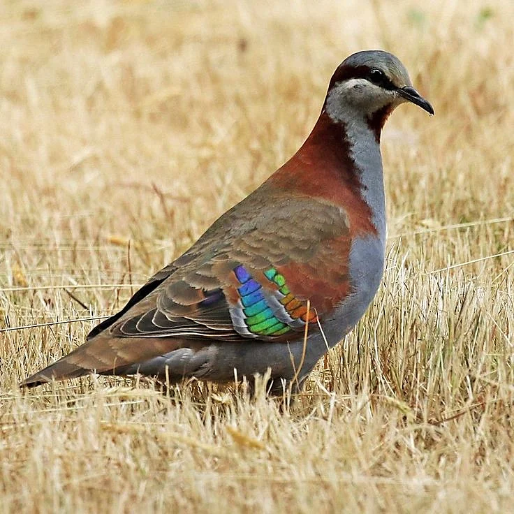 Brush Bronzewing Pigeon