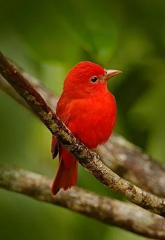 What does a red bird symbolize