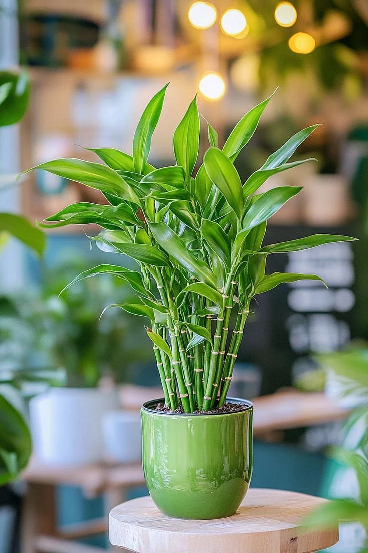 Lucky Bamboo Dracaena sanderiana 1