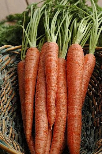 Carrots 7