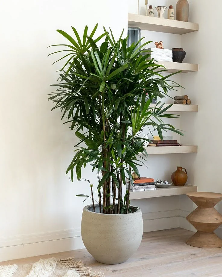 Bamboo Lady Palm