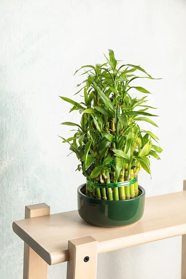 Bamboo Plants Your No Dirt No Fuss Touch of Green