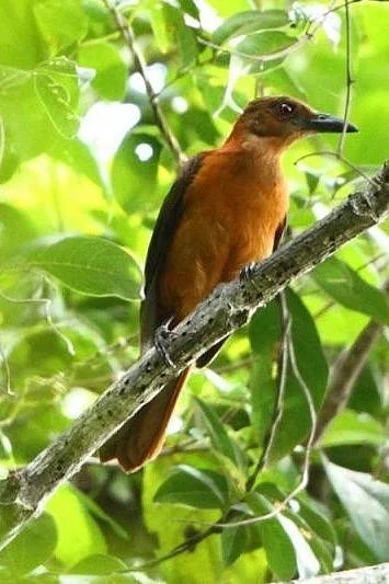 Pitohui kirhocephalus Northern Variable Pitohui