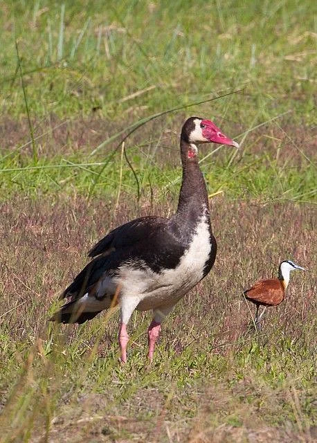 0216 Spur Winged Goose