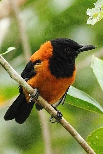 Pitohui dichrous Hooded Pitohui