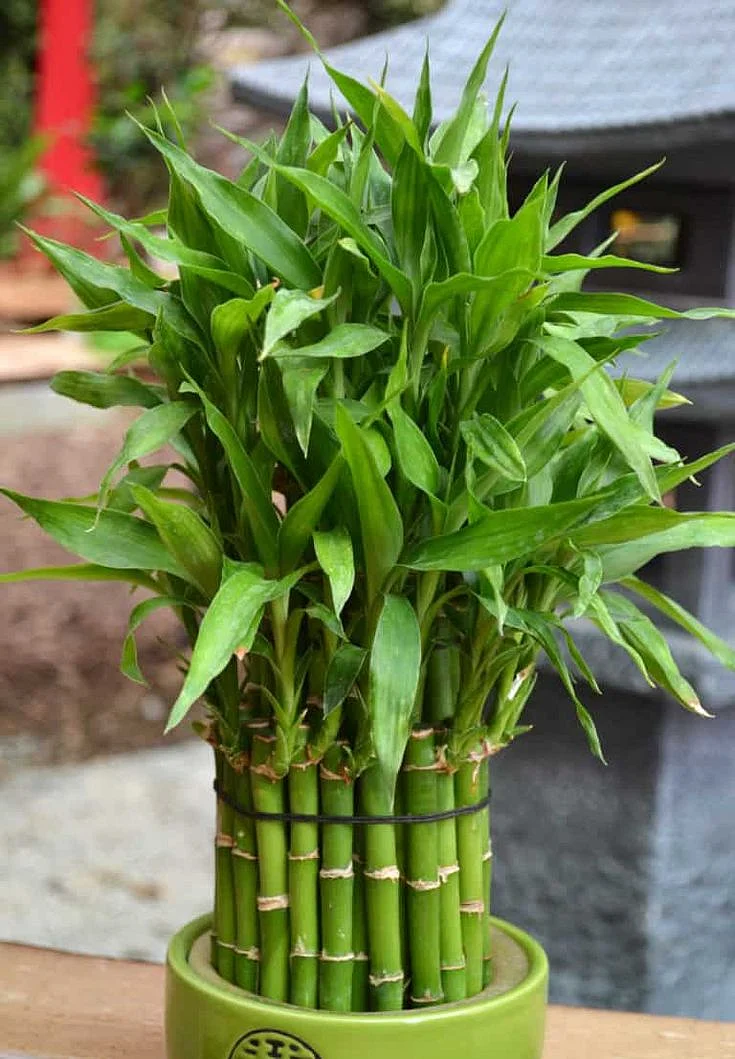 17 Houseplants that Dont Need Much Light